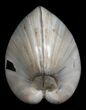 Polished Fossil Clam - Large Size #5257-1